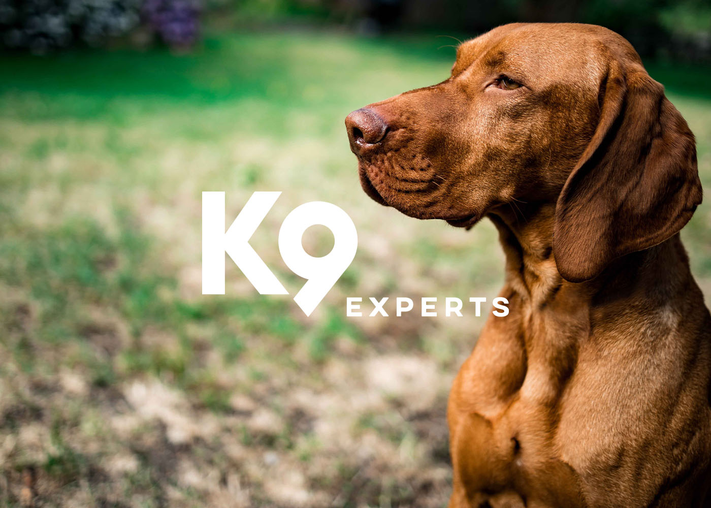 k9-experts-kachel-5